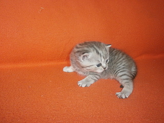 click for enlarge 1920 X 1440 817,0 Kb picture