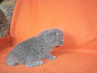 click for enlarge 1920 X 1440 799,5 Kb picture