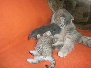 click for enlarge 1920 X 1440 949,7 Kb picture