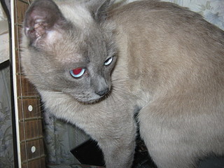 click for enlarge 1920 X 1440 767,0 Kb picture