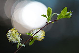 click for enlarge 800 X 533 246,6 Kb picture
