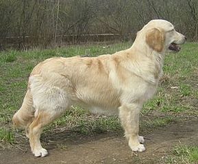 click for enlarge 320 X 265 28,5 Kb picture