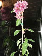 click for enlarge 768 X 1024 404,4 Kb picture