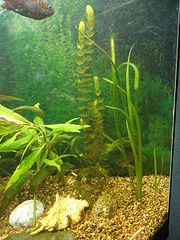 click for enlarge 600 X 800 247,9 Kb picture