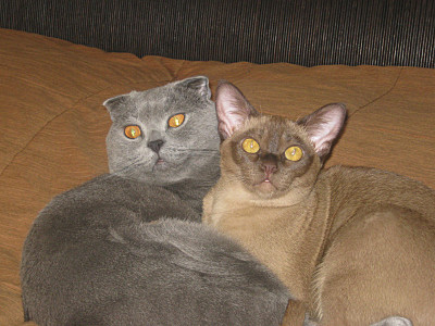 click for enlarge 800 X 600 144,1 Kb picture