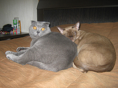 click for enlarge 800 X 600 136,1 Kb picture