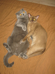 click for enlarge 600 X 800 118,2 Kb picture