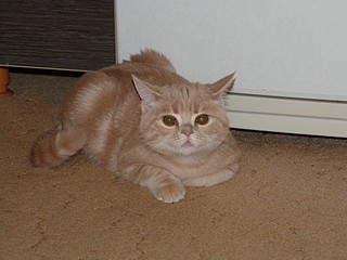 click for enlarge 1920 X 1440 625,6 Kb picture