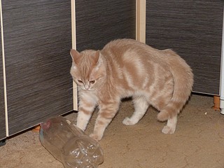 click for enlarge 1920 X 1440 645,1 Kb picture