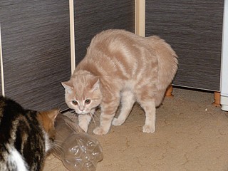 click for enlarge 1920 X 1440 650,7 Kb picture