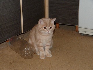 click for enlarge 1920 X 1440 608,0 Kb picture