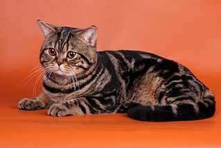 click for enlarge 400 X 267 69,1 Kb picture