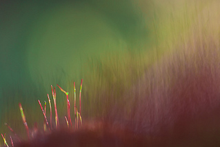 click for enlarge 800 X 534 86,0 Kb picture