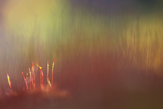 click for enlarge 800 X 534 78,0 Kb picture