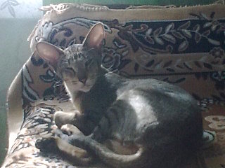 click for enlarge 640 X 480  73,8 Kb picture