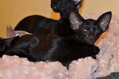 click for enlarge 600 X 400 105,4 Kb picture