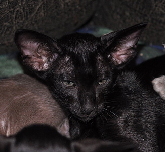 click for enlarge 600 X 552 137,7 Kb picture