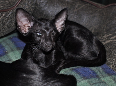 click for enlarge 600 X 446 127,3 Kb picture