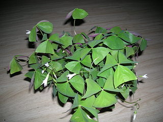 click for enlarge 1024 X 768 152,1 Kb picture