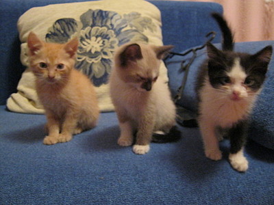 click for enlarge 1920 X 1440 613,6 Kb picture