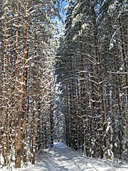 click for enlarge 768 X 1024 369,2 Kb picture