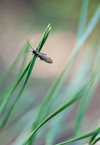 click for enlarge 622 X 900 65,7 Kb picture