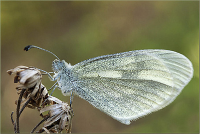 click for enlarge 905 X 608 180,7 Kb picture