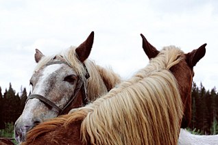 click for enlarge 1280 X 850 162,1 Kb picture