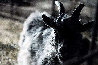 click for enlarge 1280 X 850 177,0 Kb picture