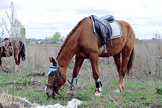 click for enlarge 1280 X 850 228,1 Kb picture