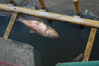 click for enlarge 1024 X 684 88,8 Kb picture