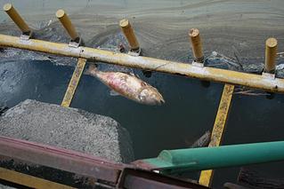 click for enlarge 1024 X 684 89,2 Kb picture