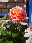 click for enlarge 1920 X 2560 270,8 Kb picture