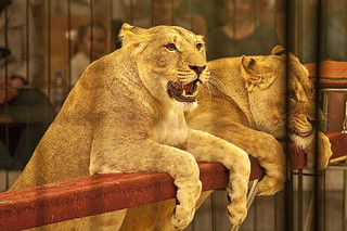 click for enlarge 600 X 400 86,2 Kb picture