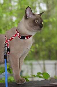 click for enlarge 540 X 817 349,1 Kb picture