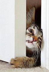 click for enlarge 409 X 600 29,1 Kb picture