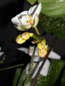 click for enlarge 768 X 1024 247,2 Kb picture