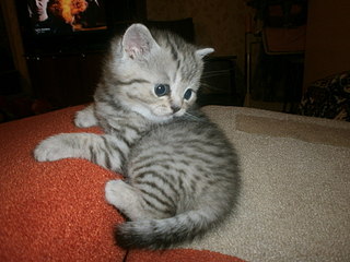 click for enlarge 1920 X 1440 418,1 Kb picture