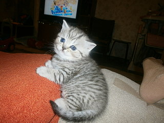 click for enlarge 1920 X 1440 547,7 Kb picture