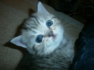 click for enlarge 1920 X 1440 386,1 Kb picture