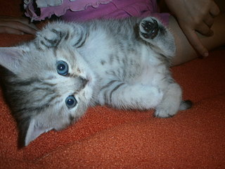 click for enlarge 1920 X 1440 445,1 Kb picture