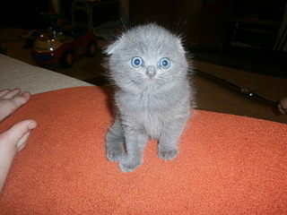 click for enlarge 1920 X 1440 618,5 Kb picture