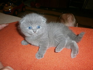 click for enlarge 1920 X 1440 644,0 Kb picture