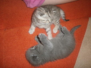 click for enlarge 1920 X 1440 466,0 Kb picture