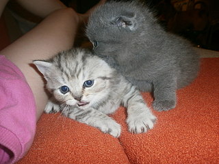 click for enlarge 1920 X 1440 622,2 Kb picture