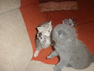 click for enlarge 1920 X 1440 545,3 Kb picture