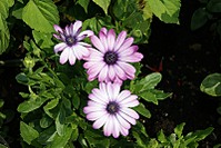 click for enlarge 800 X 533 114,1 Kb picture