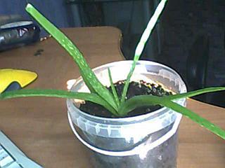 click for enlarge 640 X 480  30,1 Kb picture