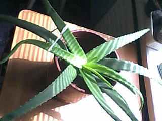 click for enlarge 640 X 480  35,4 Kb picture
