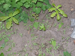 click for enlarge 1167 X 875 729,6 Kb picture